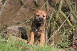 BORDER TERRIER 116